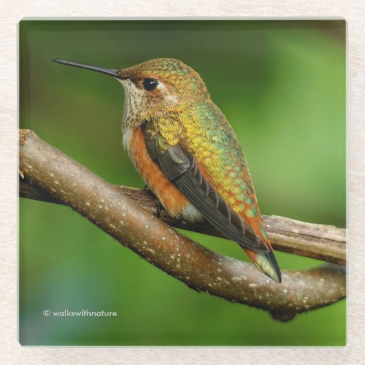 巻き素晴らしつる植物にハチドリ ガラスコースター (正面)