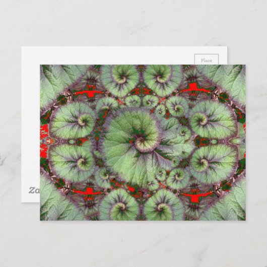 巻き貝のベゴニアの贈り物バイシャールズ ポストカード (正面/裏面)