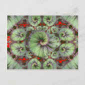 巻き貝のベゴニアの贈り物バイシャールズ ポストカード (正面)