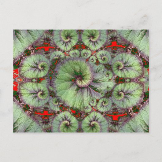 巻き貝のベゴニアの贈り物バイシャールズ ポストカード (正面)