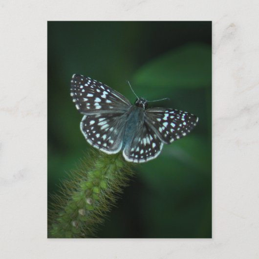 市松模様にSkipper Battfray Postcard ポストカード (正面)