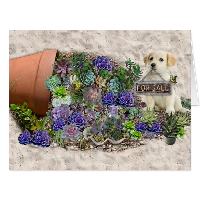 市販の多肉類 (正面横)