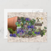 市販の多肉類 ポストカード (正面/裏面)