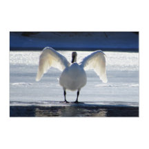 帆を広げた白鳥