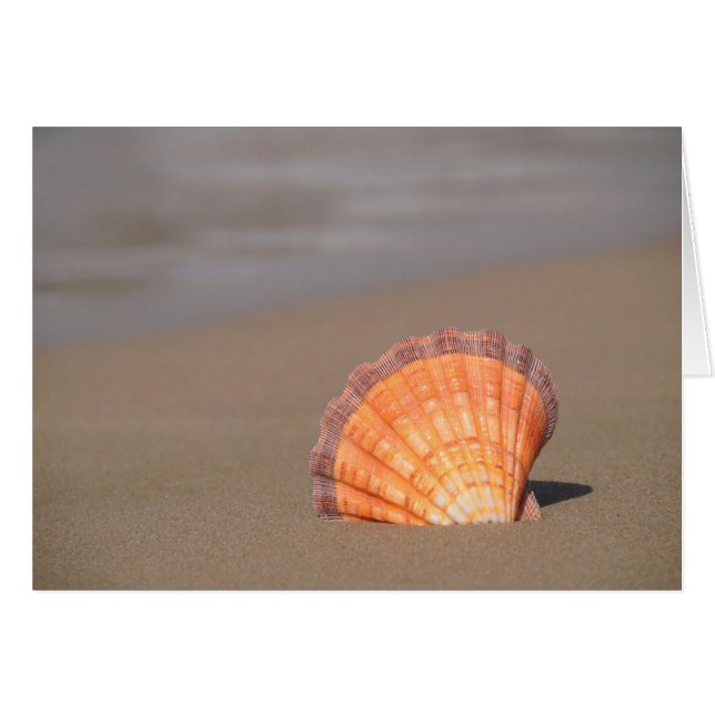 帆立貝Shell|クレタ、ギリシャ (正面横)