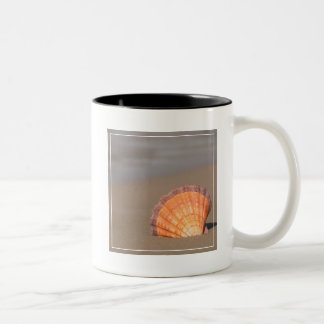 帆立貝Shell|クレタ、ギリシャ ツートーンマグカップ