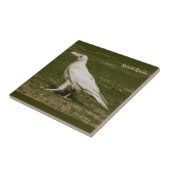 希少な白いカラスの野生生物写真 タイル (側面)