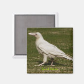 希少な白いカラスの野生生物写真 マグネット (正面/裏面)