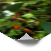 希少アゲハチョウ蝶ポスター ポスター (角)