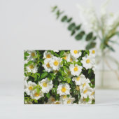 希少チェロキーバラの花 ポストカード (スタンド正面)