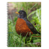 希望に満ちたアメリカロビン ノートブック (正面)