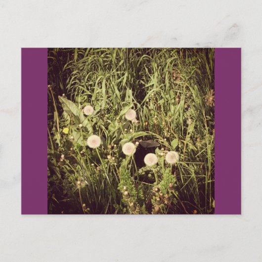 希望のはがきを作成する ポストカード (正面)