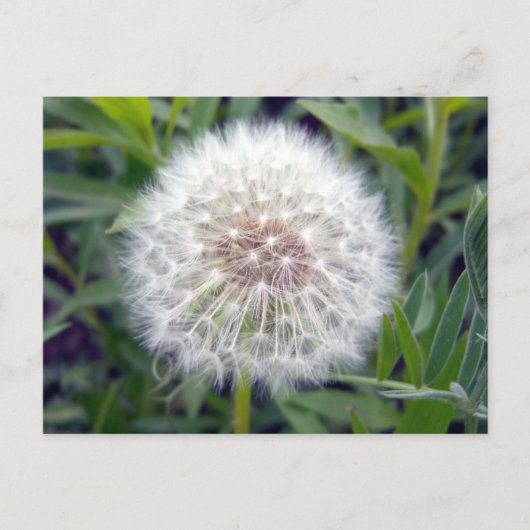 希望のはがきを作成する ポストカード (正面)