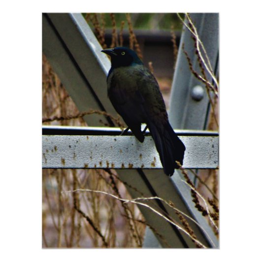 「希望の使者」 フォトプリント            (正面)