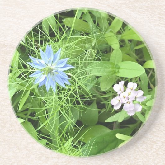 希望 コースター (正面)