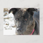 希望 ポストカード (正面)