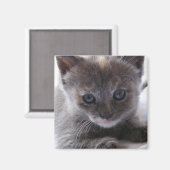 希釈べっ甲 マグネット (正面/裏面)