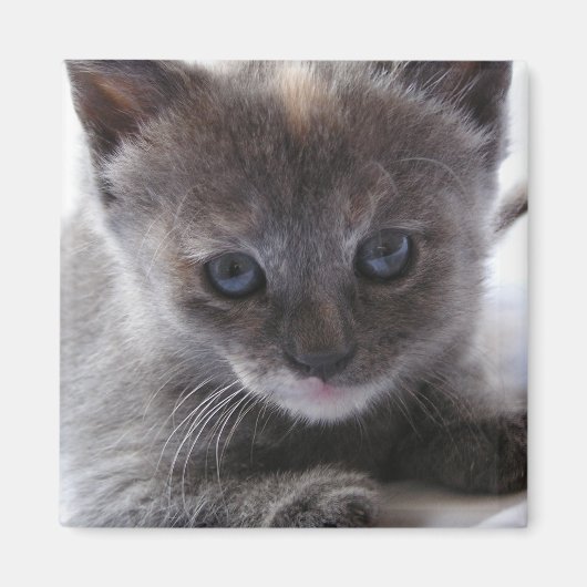 希釈べっ甲 マグネット (正面)