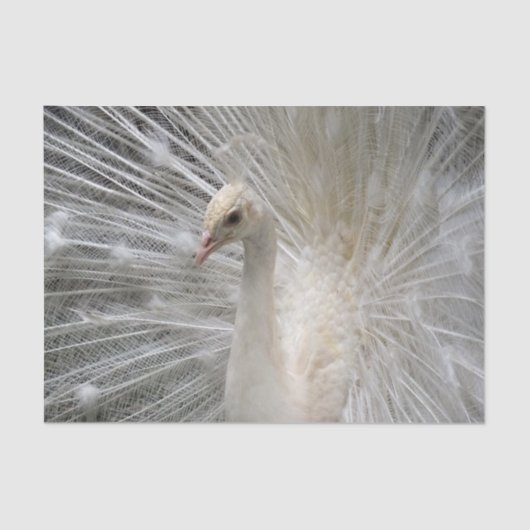 帝国孔雀 薄葉紙 (正面)