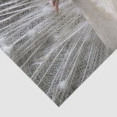 帝国孔雀 薄葉紙 (詳細)