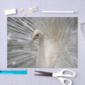 帝国孔雀 薄葉紙 (クラフト)