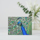 帯電ピーコックヘッド ポストカード (スタンド正面)