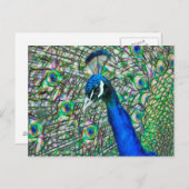 帯電ピーコックヘッド ポストカード (正面/裏面)