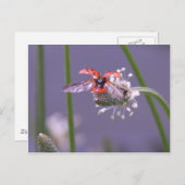 帰遠くにる ポストカード (正面/裏面)