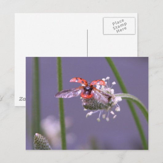 帰遠くにる ポストカード (正面/裏面)