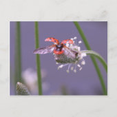 帰遠くにる ポストカード (正面)