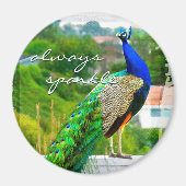 常に美しい青い緑の孔雀の写真を輝く マグネット (正面)