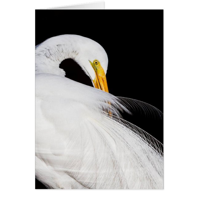 常にegrets (正面)