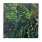 常緑の松の木の針葉樹 タイル (正面)