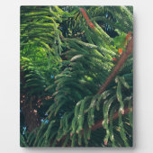 常緑の松の木の針葉樹 フォトプラーク (正面)
