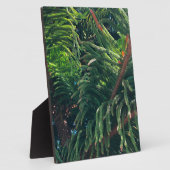 常緑の松の木の針葉樹 フォトプラーク (側面)