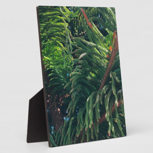 常緑の松の木の針葉樹 フォトプラーク (側面)