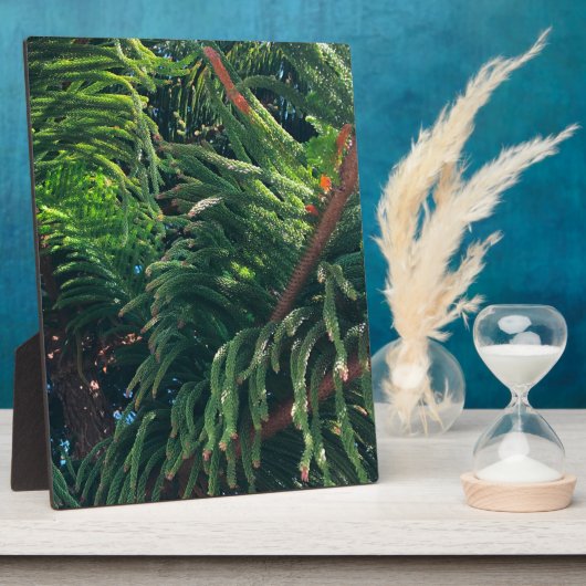 常緑の松の木の針葉樹 フォトプラーク (側面)