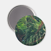 常緑の松の木の針葉樹 マグネット (正面/裏面)