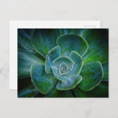 常緑植物 シーズンポストカード (正面/裏面)