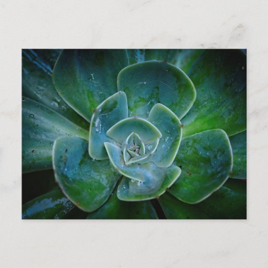 常緑植物 シーズンポストカード (正面)