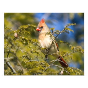 常緑樹のメスの(鳥)ショウジョウコウカンチョウ フォトプリント