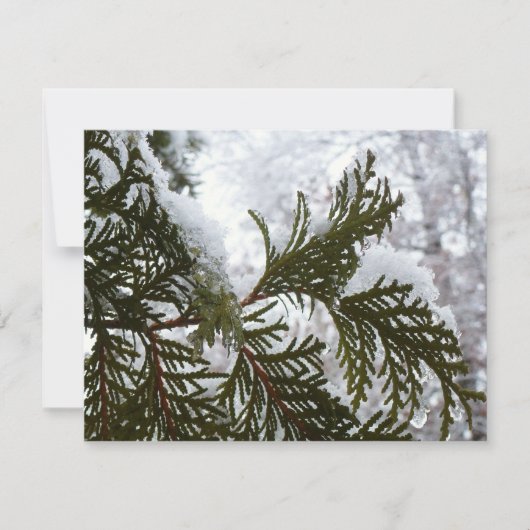 常緑樹の枝の上の雪 (正面)