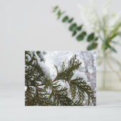 常緑樹の枝の上の雪 (スタンド正面)