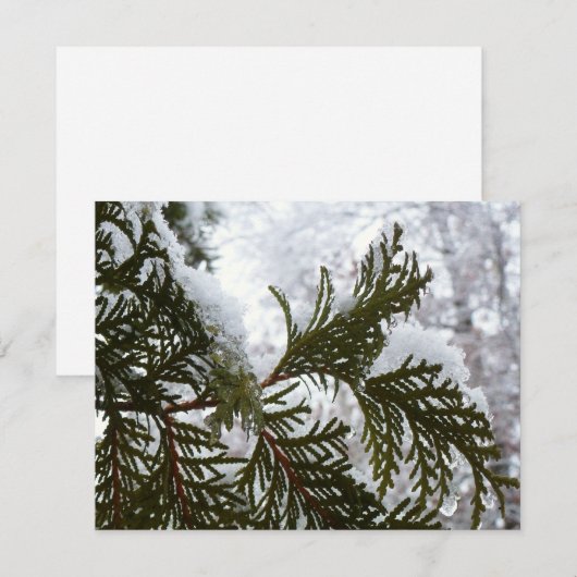 常緑樹の枝の上の雪 (正面/裏面)