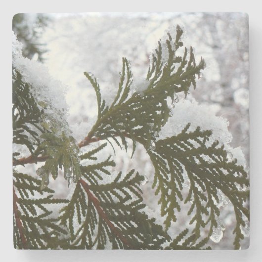 常緑樹の枝の上の雪 ストーンコースター (正面)