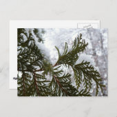 常緑樹の枝の上の雪 ポストカード (正面/裏面)