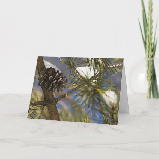 常緑樹の種 シーズンカード (正面)