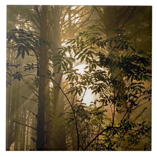 常緑樹林 |オレゴン海岸 タイル (正面)