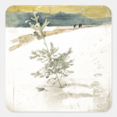 常緑樹 スクエアシール (正面)