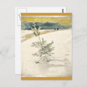 常緑樹 ポストカード (正面/裏面)